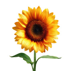 Obraz premium Vibrant yellow sunflower with dark center and green stem orange brown, Isolated On White, Png Transparent, Cut Out