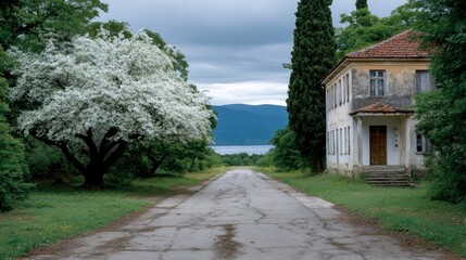 Fototapeta premium An old weathered house stands beside a blooming white tree next to a road leading towards mountains and a lake