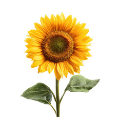 Fototapeta premium Vibrant yellow sunflower with green leaves against a stark black background petals center, Isolated On White, Png Transparent, Cut Out