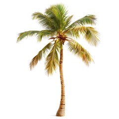 Fototapeta premium Isolated palm tree with vibrant green fronds and light beige trunk