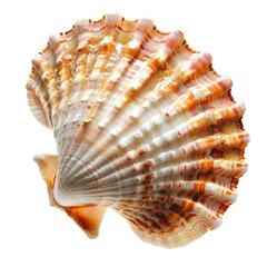 Obraz premium Close-up of a scallop shell