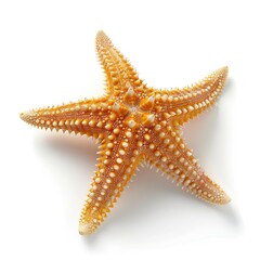 Orange starfish on white background