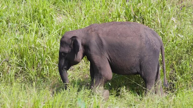 4K video of a wild elephant eating in Sri Lanka. Close-up wildlife footage capturing natural behavior, perfect for nature, safari, conservation, and animal documentary projects.