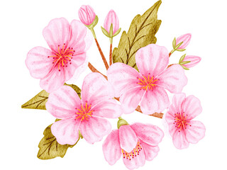 Fototapeta premium Sakura Flower Watercolor Illustration