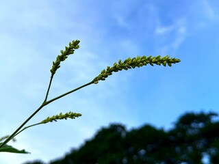 Green sprouts blossom against a vast sky with blurry tree line in the background