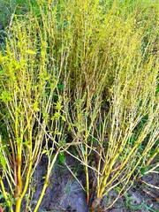 Yellow stems with green leaves cluster together in an outdoor muddy field location scene