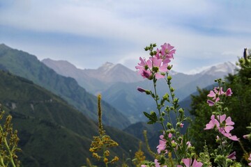 flowers in the mountains