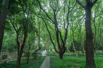 Fototapeta premium path in the forest