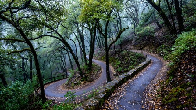 Winding path through a misty forest.