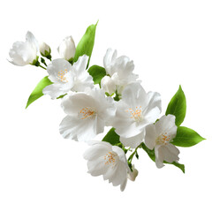 Obraz premium Delicate white jasmine blossoms with green leaves on black flowers, Isolated On White, Png Transparent, Cut Out