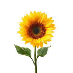 Bright yellow sunflower with dark center and green leaves against black orange brown, Isolated On White, Png Transparent, Cut Out