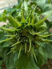 close up of unblown sunflower flower
