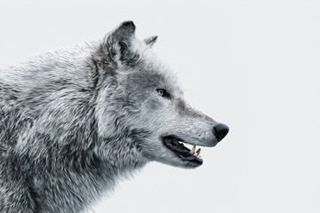 Fototapeta premium wolf, animal, wild, mammal, dog, gray, predator, wildlife, nature, grey, canine, fur, canis lupus, gray wolf, head, carnivore, canis, timber wolf, portrait, face, animals, coyote, wolves, winter, 
