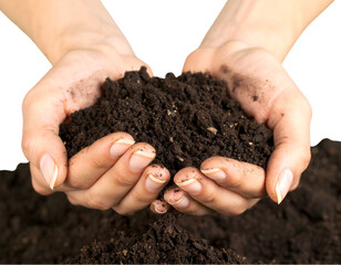 Muddy Hands Pulling Wet Soil Apart, isolated on transparent background”.