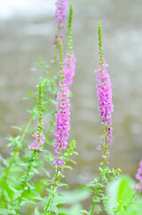 LYTHRACEAE, Lythrum salicaria or Lythrum salicaria L and hybrid or  Purple Loosestrife or  purple...