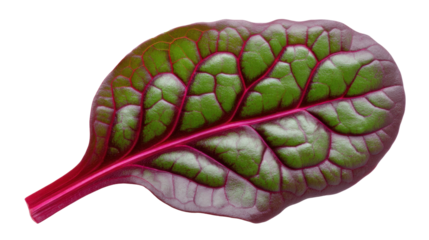 Swiss chard leaf isolated on transparent background showing vibrant green and red veins