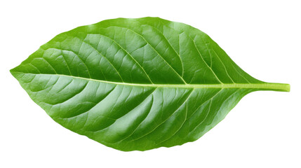 Obraz premium Green leaf isolated on transparent background showing natural texture and veins