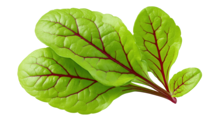 Fresh isolated green leaves with red veins on transparent background create natural vibrant look