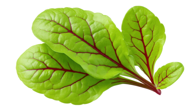 Fresh isolated green leaves with red veins on transparent background create natural vibrant look