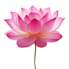 Vivid pink lotus bloom showcases natural beauty in tranquil aquatic environment during a sunny day