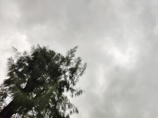 A lone tree sways in the wind under a dramatic, stormy, overcast sky