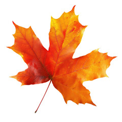 Obraz premium Isolated autumn maple leaf, vibrant colors