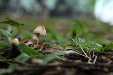Close-up of small mushrooms growing in a lush forest with vibrant green moss and blurred background.