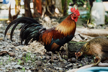 portrait of a rooster and a hen in a cassava garden