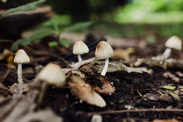 Close-up of small mushrooms growing in a lush forest with vibrant green moss and blurred background.