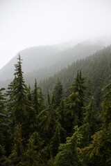 Moody trees on mountainside