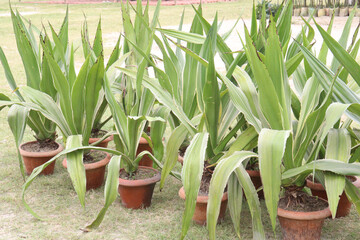 Green Furcaria cactus leaf plant on pot © CMYK MAKER