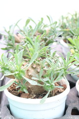 Euphorbia japonica leaf plant on pot