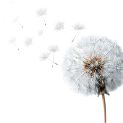 Dandelion seeds gently drifting in the breeze on a bright white background during a sunny afternoon
