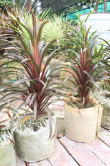 Cordyline leaf plant on farm