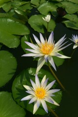 Elegant Twin White Lotus Flowers Blooming in a Serene Pond with Green Lily Pads