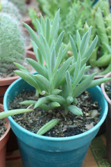 Curio ficoides succulent and leaf plant on pot