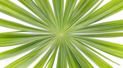Obraz premium Radiating palm leaf, vibrant green