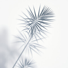 Obraz premium shadow palm leaf in the wind blowing overlay on white wall background wall textures