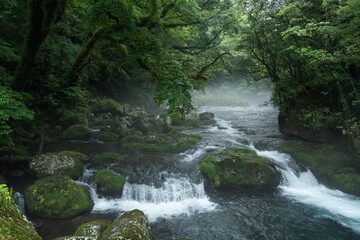Obraz premium 雨上がりの霧の朝の菊池渓谷