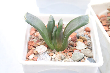 Glottiphyllum depressum succulent plant on pot