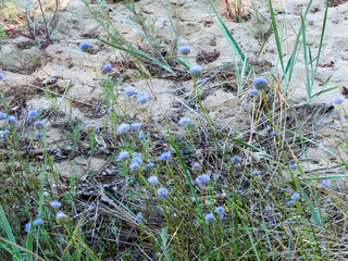 Delicate blue wildflowers blooming amidst sparse green grass and sand, showcasing natural beauty on a sunny day.