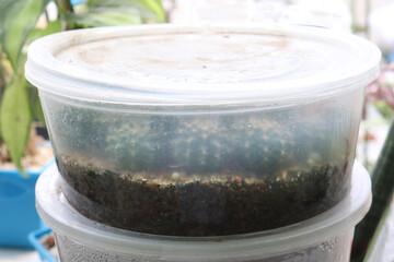 cactus in box for sell