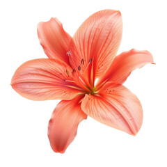 Close-up of a single, vibrant coral-colored lily.  Soft petals radiate outward from a