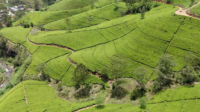 4K drone footage of lush tea plantations in Nanuoya near Nuwara Eliya, Sri Lanka. Stunning aerial views of rolling green hills and terraced tea fields for travel, agriculture, and nature projects.