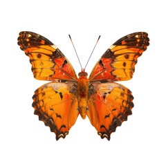 Fototapeta premium Close-up of an orange and black butterfly, wings spread