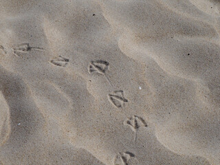 Delicate imprints of bird footprints create a subtle and intricate pattern on the soft, undulating surface of light-colored beach sand.