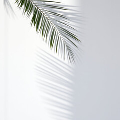 Fototapeta premium shadow palm leaf in the wind blowing overlay on white wall background wall textures
