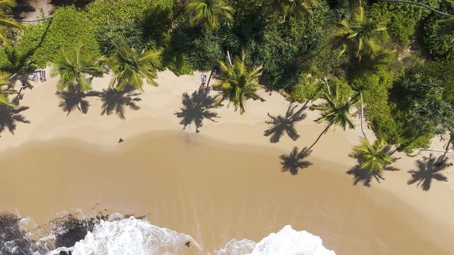 Aerial 4K drone overhead top-down view of a tropical beach with gentle waves and palm tree shadows on golden sand. Perfect for travel, nature, tropical, and beach vacation projects worldwide.