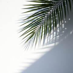 Fototapeta premium shadow palm leaf in the wind blowing overlay on white wall background wall textures
