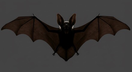 Bat silhouette against gray background